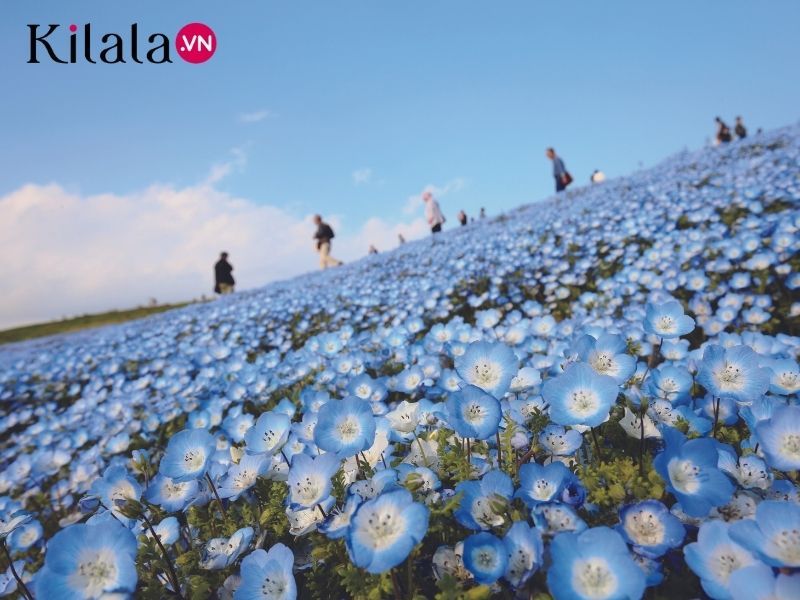 hoa nemophila